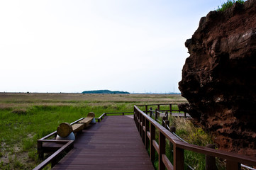 Obraz premium Scenery view Imperata cylindrica flower field.