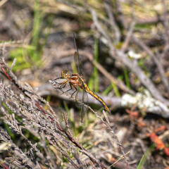 Large yellow dragonfly perched on a branch