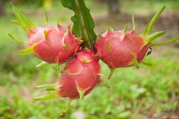 Dragon fruit, hylocereus, Dragon fruit from Thailand country