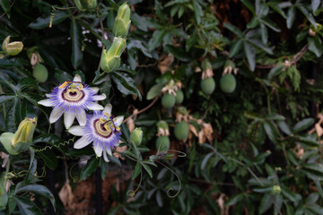 Blooming passion flower in a bush