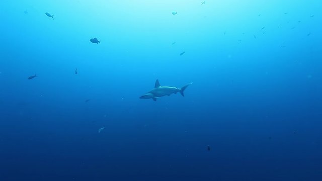 Hammerhead shark and sea turtle underwater Pacific Ocean. Sea animals on a background of fish in blue water. Amazing life of marine wildlife.