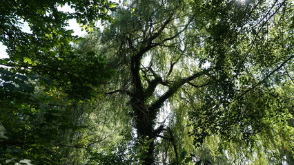 Baum mit Efeu / Tree with ivy