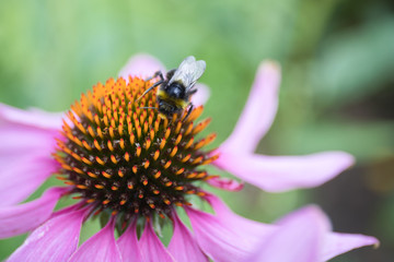 Bee on a pink-leafed flower