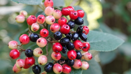 Bunte Beeren / Colorful berries