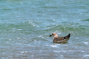 Large seagull swims on the sea