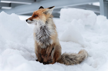 Wild red fox sits in the snow against a backdrop of metal structures in the North Caucasus