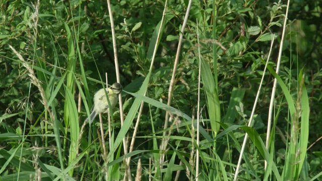 Willow Warbler ,Phylloscopus trochilus, climbing on reed