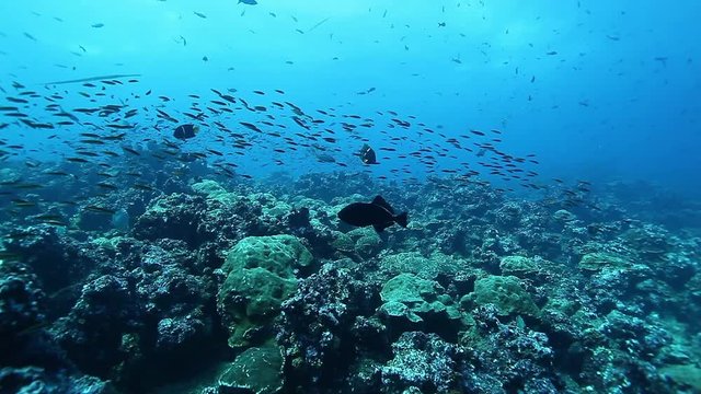 School of fish underwater on background of marine life of Pacific Ocean. Amazing underwater video. Concept of large flow of underwater sea life and wildlife in blue lagoon.