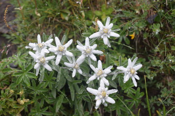 edelweiss