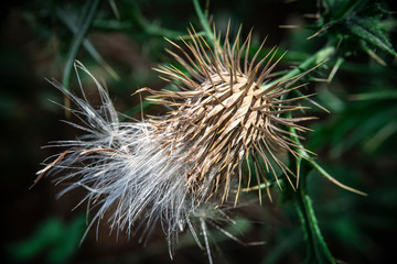 chardon en fleur et chardon fané