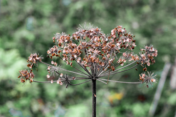 wild dill inflorescence in the autumn