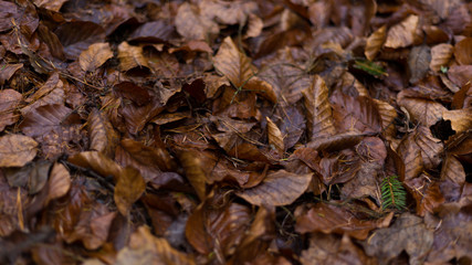 Jesienne liście po opadach deszczu.