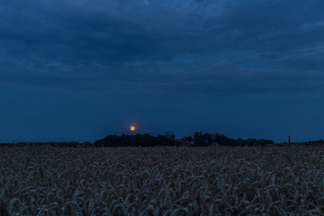 Red Grain Full Moon rising over grain field. © Piotr