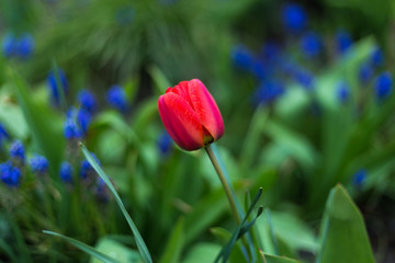 Czerwony tulipan na tle kwiatów lawendy