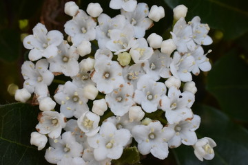fleurs blanches