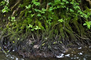 Tree roots falling into river.