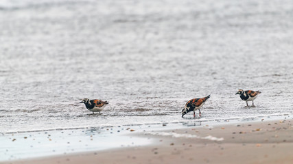 Ruddy turnstone walking on sea shore