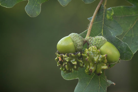 knopper gall wasp, Andricus quercuscalicis, acorn showing deformity, caused by the grubs 