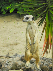 meerkat standing near his habitat enclosure, guarding over his den,looking to its right