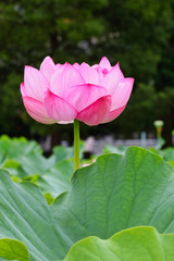 東京 上野 不忍池の美しい蓮の花　コピースペースあり（東京都） Beautiful lotus flowers at Shinobazu Pond in Ueno, Tokyo, with copy space (Tokyo, Japan)