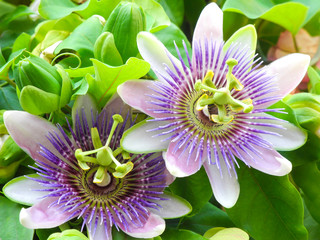 Two passiflora (passion flowers) on green background. Large, beautiful flowers.