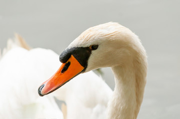 Obraz premium Close portrait of a swan