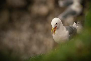 Kittiwake, Rissa tridactyla