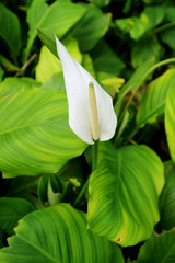 Vertical Image of a White Flamingo Flower among Vibrant Green Foliage	