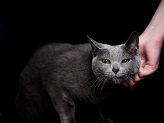 Fototapeta premium Russian Blue Cat