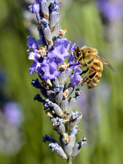 Closeup of honey bee (Apis) feeding on blue lavender flower