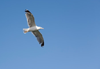 A gray seagull flies off the coast of the Atlantic sea