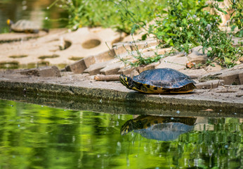 The European pond turtle (Emys orbicularis) sitting at the edge of a lake. in a park. Turtle releflecting in the turquoise water of a lake