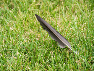 A grey bird feather lying on the green grass