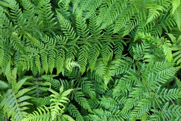 Fern background