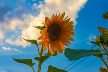 Sunflower growing on the field during sunny day