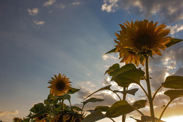 sunflowers growing on the field in the evening in Lithuania