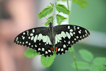 Beautiful butterfly