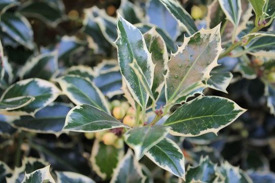 Variegated holly bush with berries in summer 2