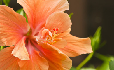 front view, close up of a tropical, single, orange, hibiscus blooming, flower 