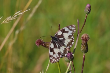 The Marbled White Butterfly (Melanargia Galathea) Sitting on Creeping Thistle on a Meadow. Upperside of Beautiful Butterfly with White and Brown Markings in Czech Nature. 
