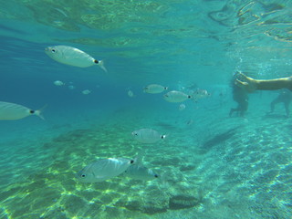 diversa variedad de peces fotografiados en la playa de los muertos, en almeria