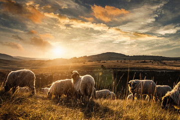 schapen in het veld, schapen, schapen op de natuur, natuur, schapen