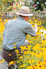 Senior gardener picking yellow flowers in a garden in the morning light