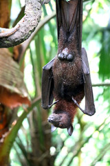 Bats is sleeping on tree upside down at daytime