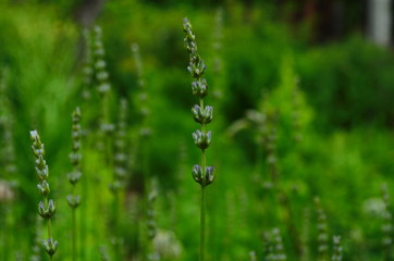 Lavender flower close up in a field in Provence France against a blue sky background.