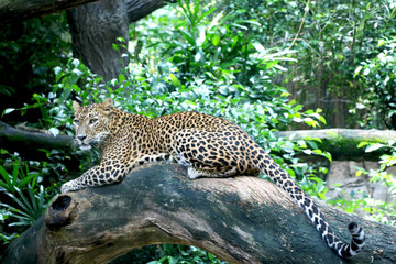 leopard (cheetah) is sitting on bunch of tree in jungle