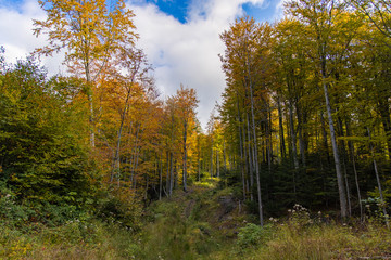 September autumn forest nature photography landscape colorful green yellow orange foliage trees in clear weather day