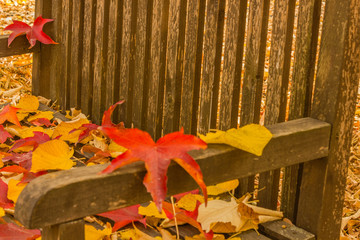 a foliage pillow on a bench in a woodland /the seat of a bench covered with colored leaves fallen from the trees