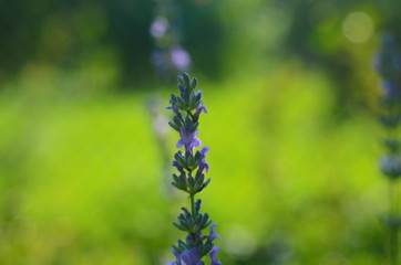 Lavender flower close up in a field in Provence France against a blue sky background.