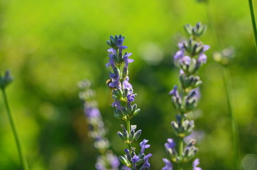 Lavender flower close up in a field in Provence France against a blue sky background.
